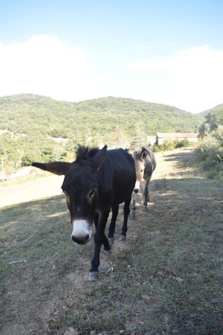 Gite A La Ferme Avec Jacuzzi Et Sauna Villefloure Exterior foto